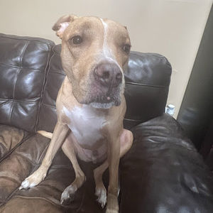 Meet your Posher, Bella